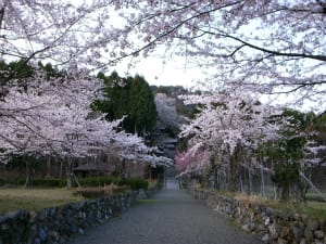 今津酒波寺桜