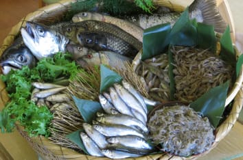 琵琶湖八珍の魚達