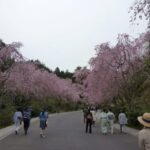（写真１）桜並木