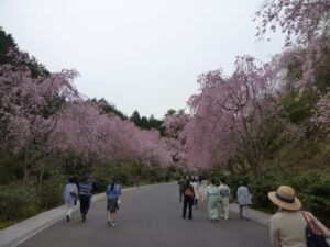 （写真１）桜並木