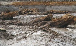 写真5　針江浜遺跡・地震で倒れた樹木
